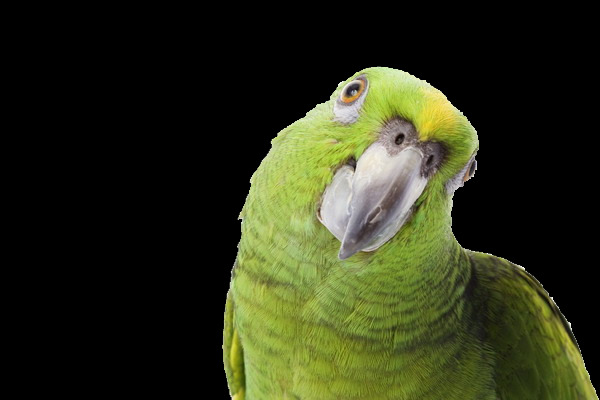 绿色羽毛鹦鹉免抠png透明图层素材