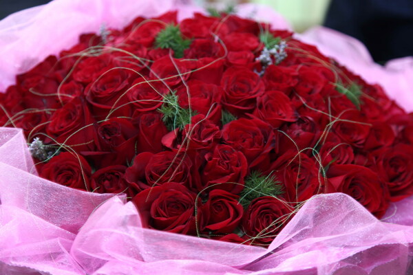 红玫瑰花花束图片