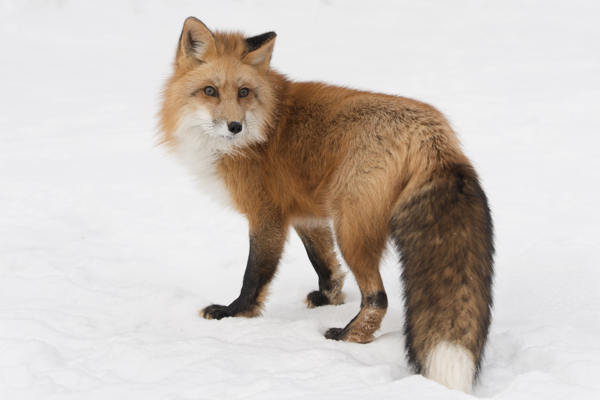 冬天的狐狸