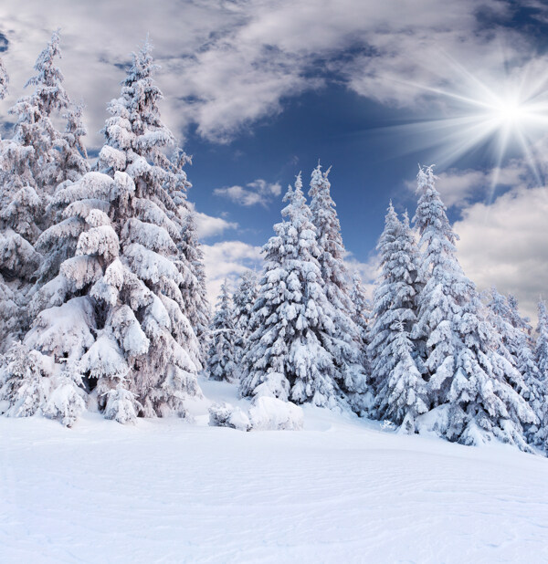 雪地与树木风景图片
