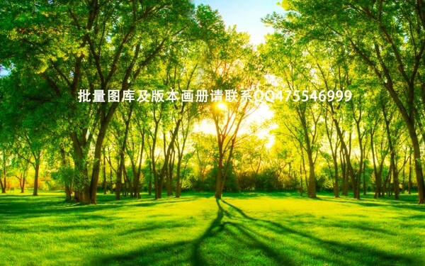 树林阳光草地