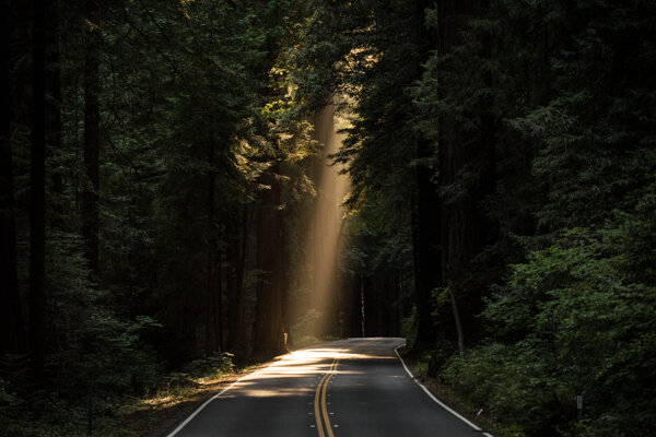 森林日光绿树公路