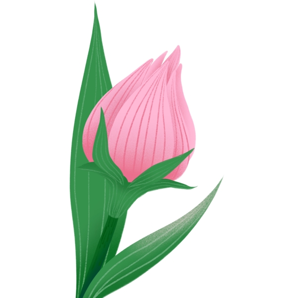 手绘粉色玫瑰花苞设计