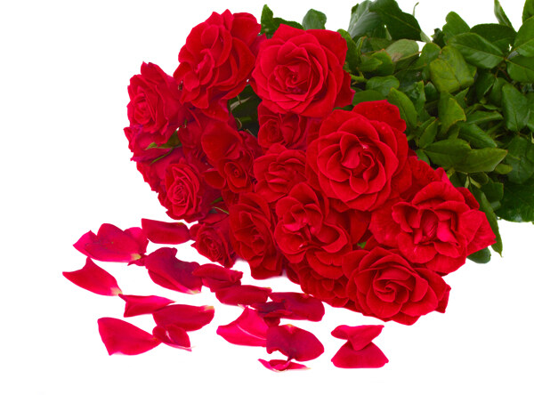 鲜红玫瑰花束空白图片