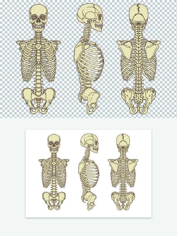 手绘人体骨骼三视图浅蓝背景图案