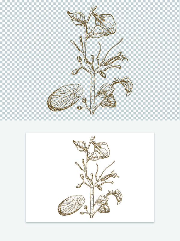 古代版画简约手绘中药材桑寄生线稿