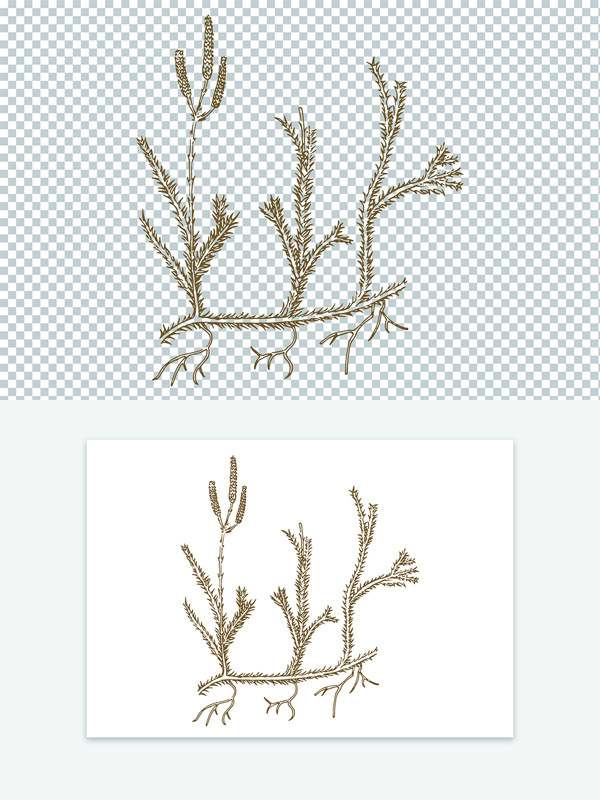 创意手绘中药材伸筋草线稿