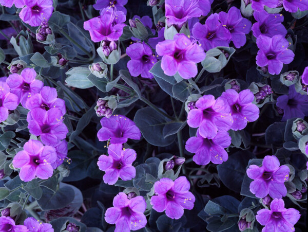 位图写实花卉植物花朵牵牛花免费素材