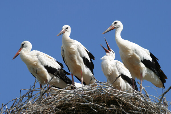 站在巢穴上的白鹤摄影图片
