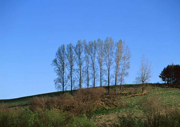 蓝天下的树木图片