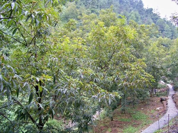 山核桃树图片