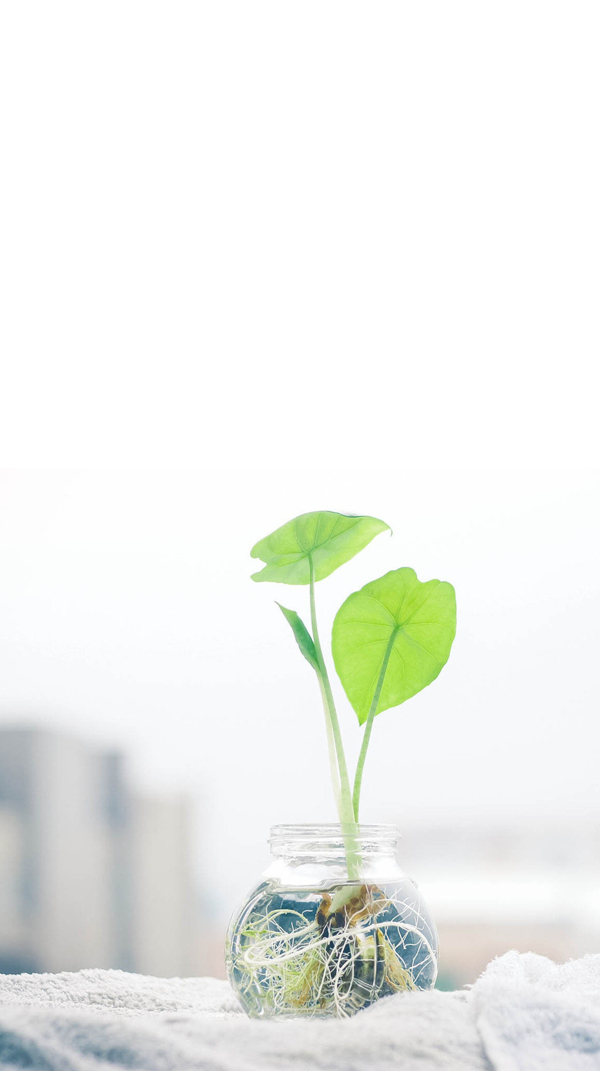 清新绿色植物玻璃瓶H5背景素材