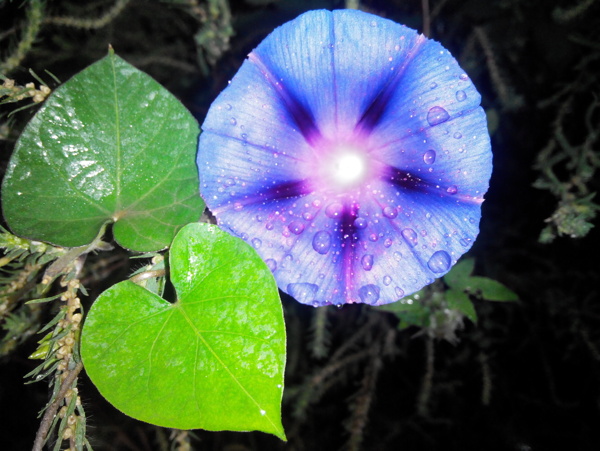 牵牛花植物花草花图片