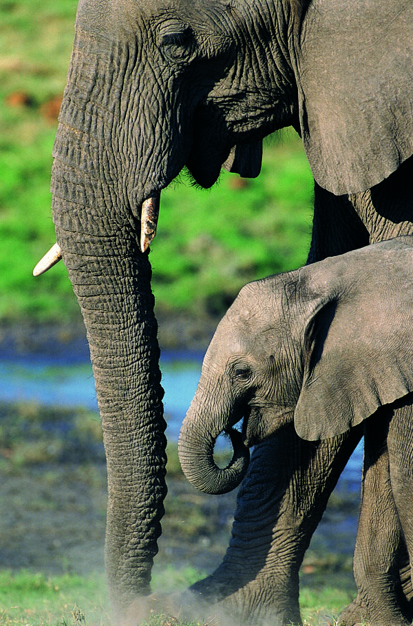 母象和小象图片