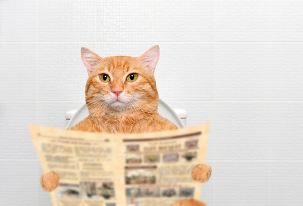 看报纸的猫