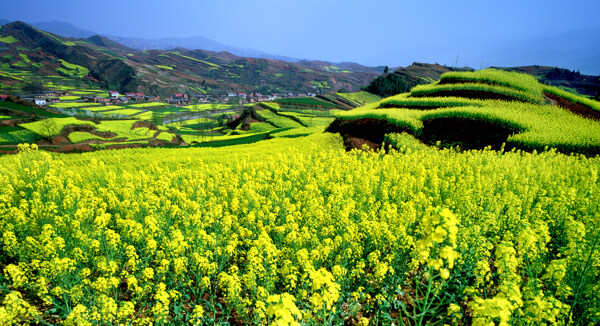 油菜花图片