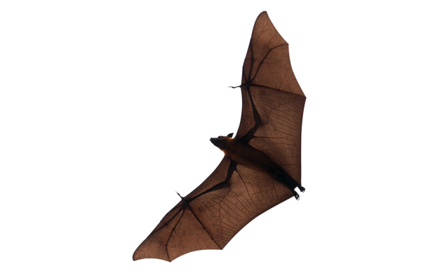张开翅膀飞行的蝙蝠图片