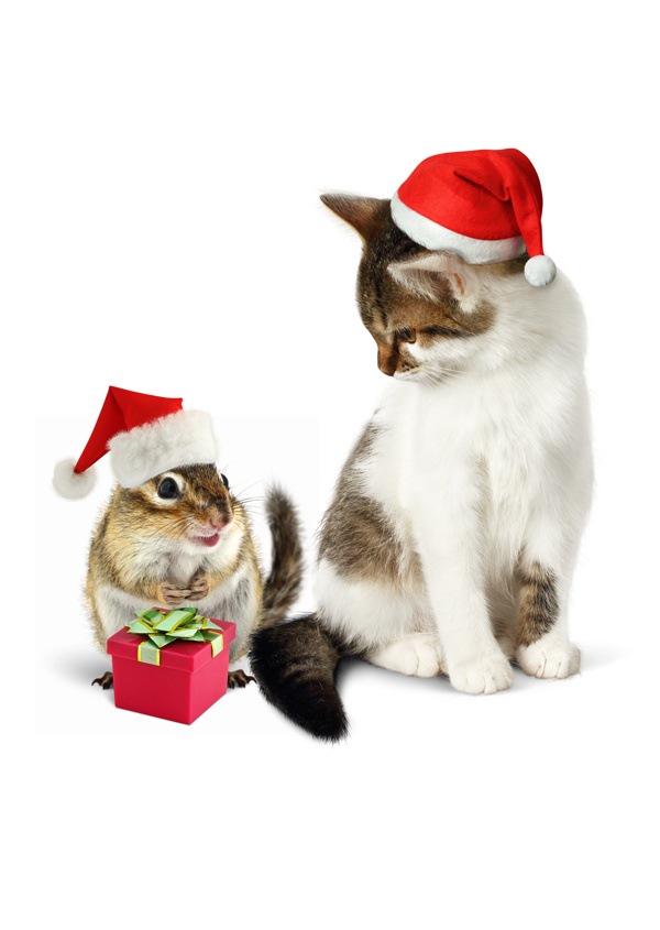礼物盒和圣诞小猫图片