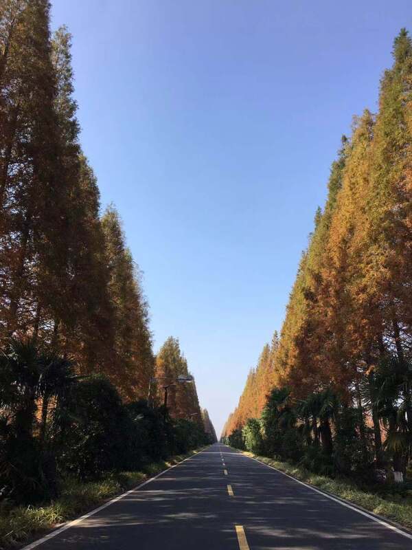 道路天空沿路树