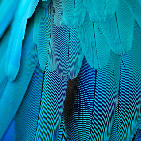 蓝色动物羽毛图片