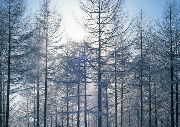 冬季树林风景图片