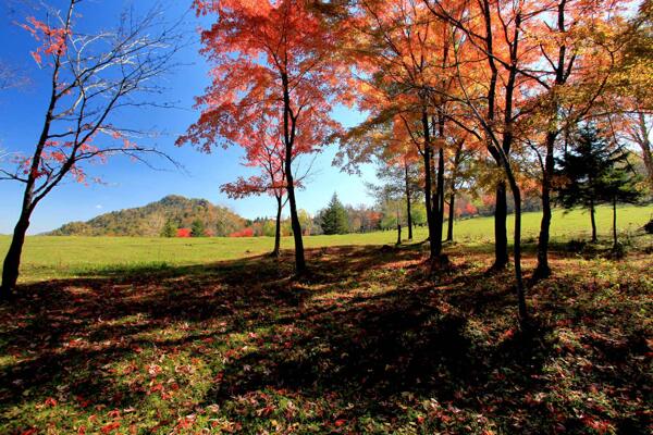 红叶树风景图片