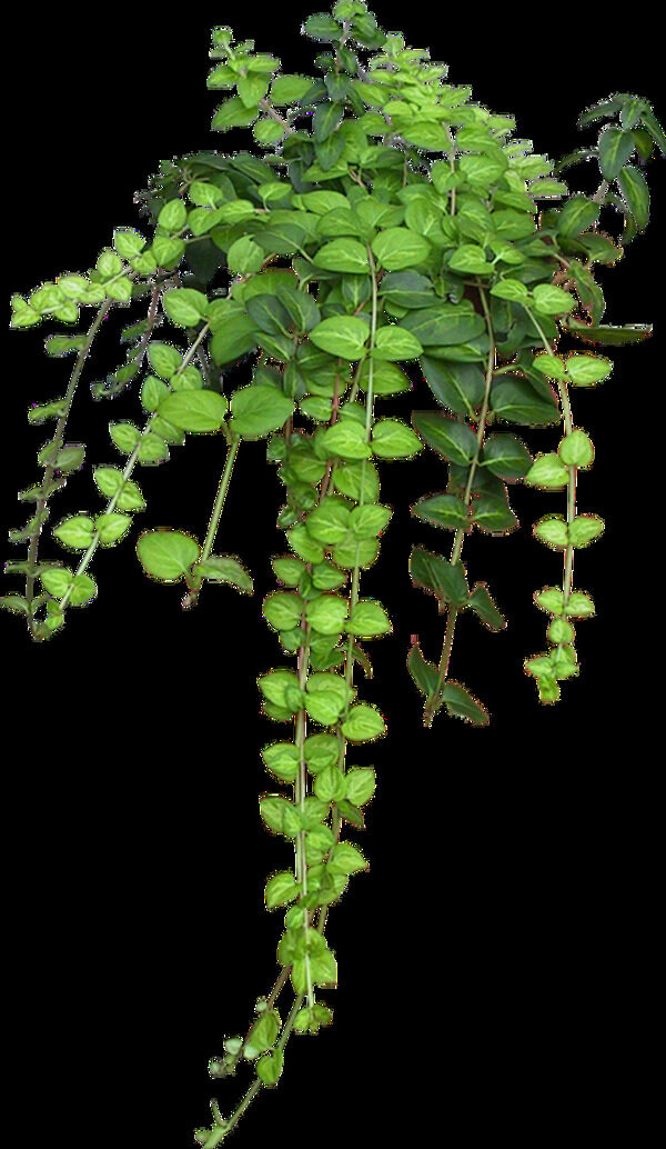 墙壁装饰绿叶透明植物素材