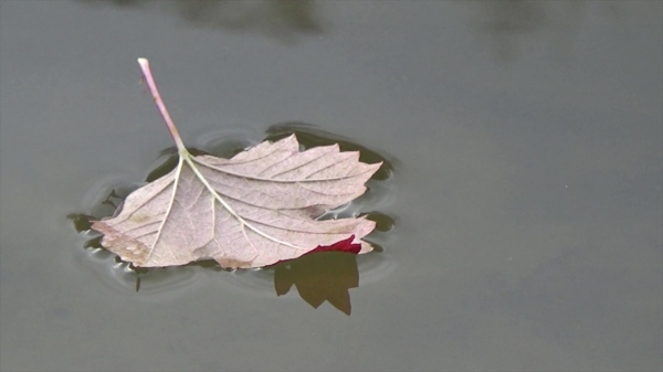 植物湖面叶子视频素材